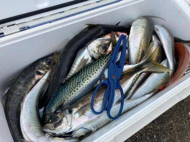 アジ(マアジ)・サバ(ゴマサバ)