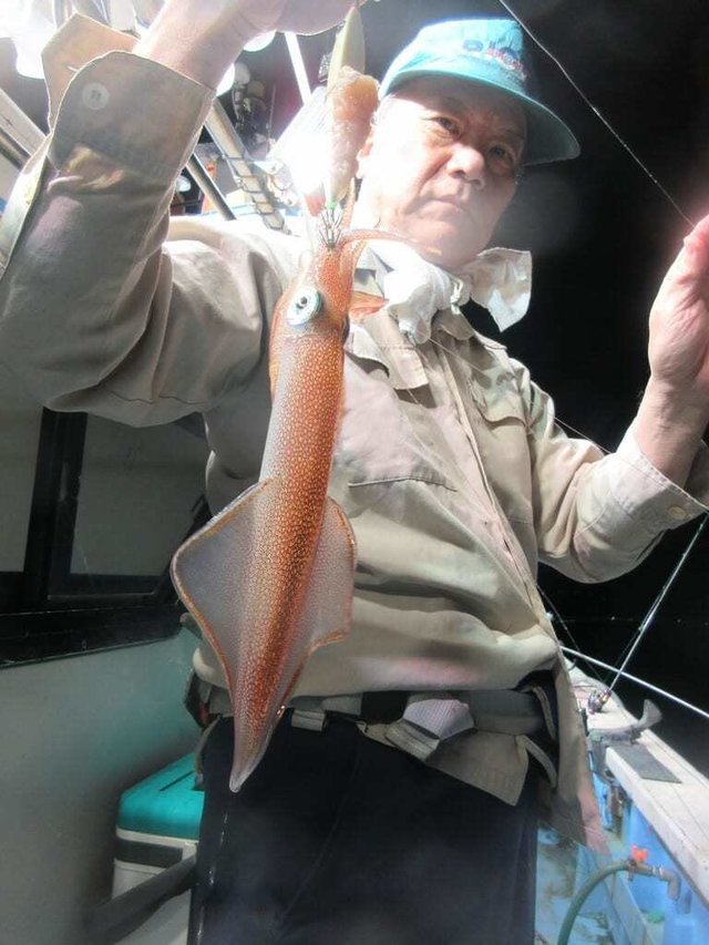 マイカ(ケンサキイカ)