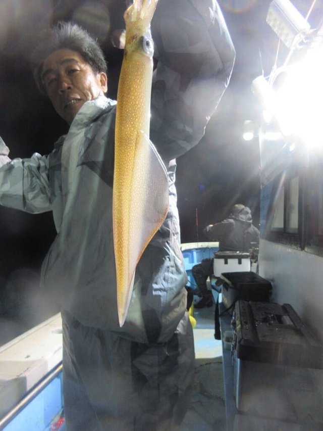 マイカ(ケンサキイカ)