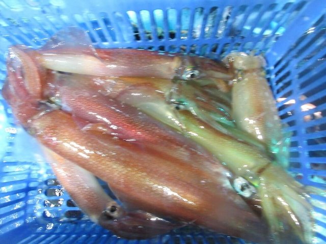 スルメイカ・マイカ(ケンサキイカ)