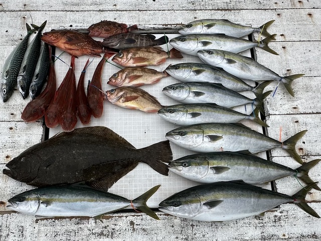 マハタ・イナダ(ブリ)・ヒラマサ・カサゴ・メバル・ホウボウ・カナガシラ・ヒラメ・サバ(ゴマサバ)