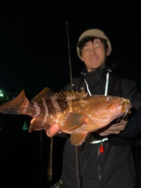 アコウ(キジハタ)