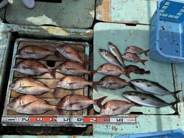 マダイ・マアジ・ハマチ(ブリ)