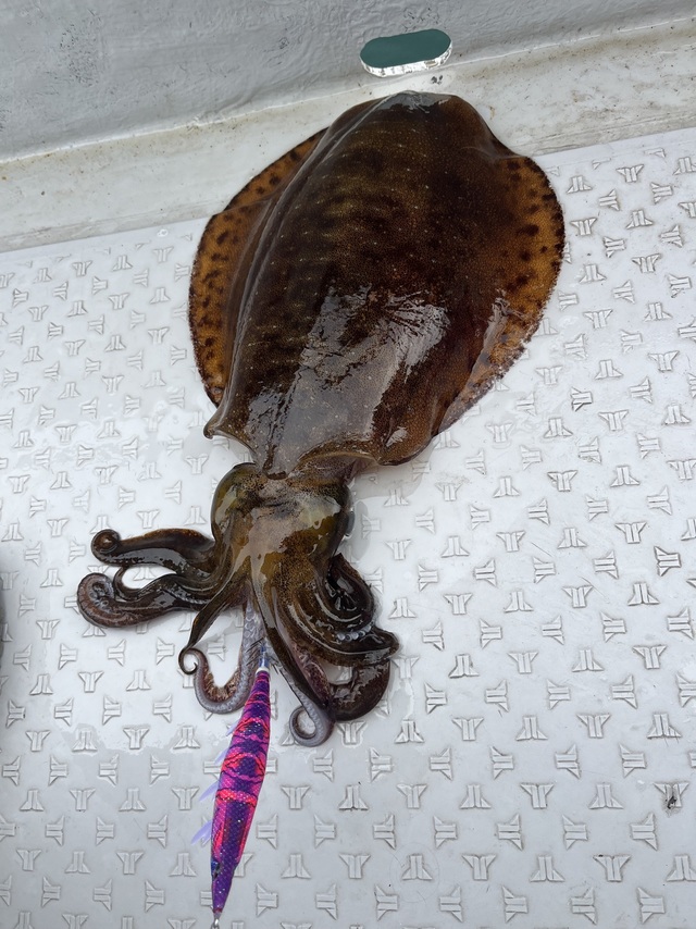 イカ(アオリイカ)