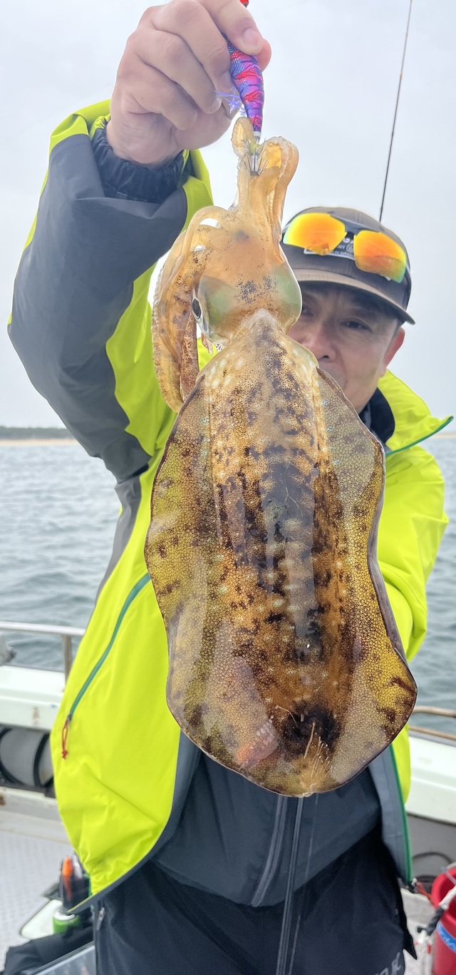 イカ(アオリイカ)