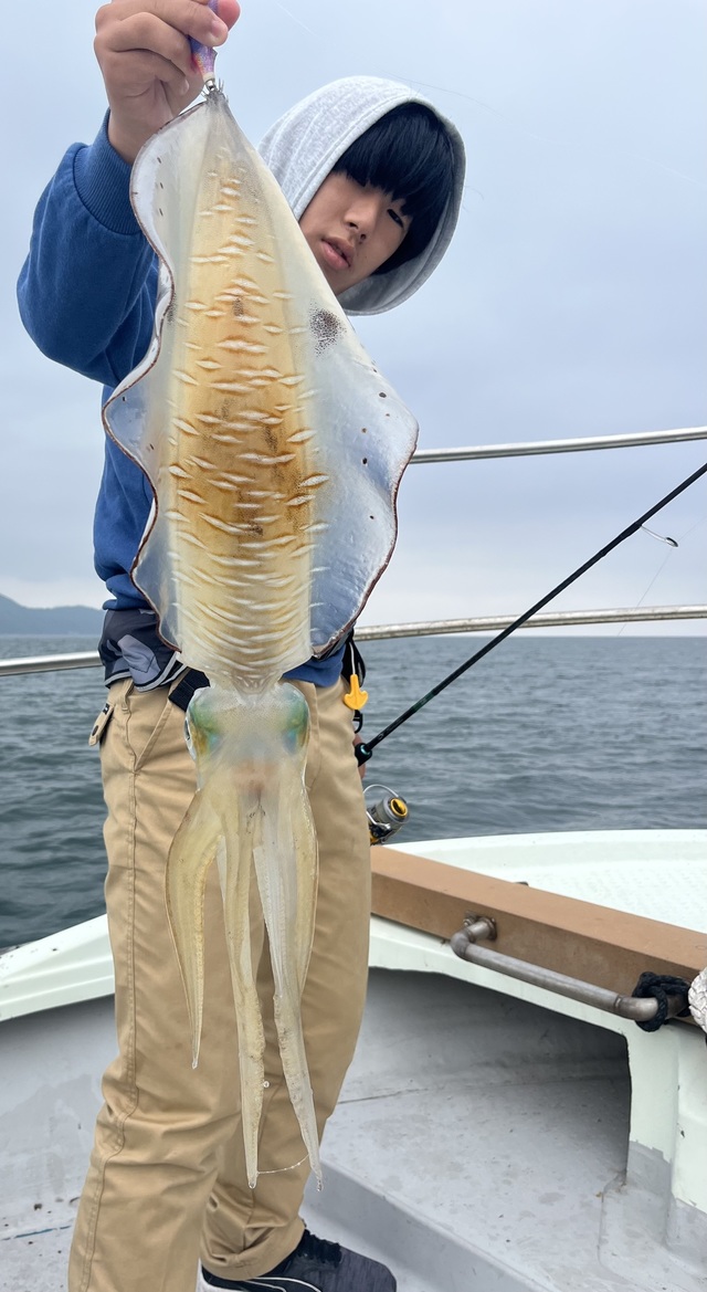 イカ(アオリイカ)