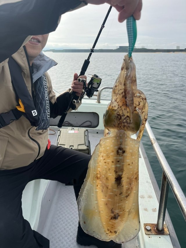 イカ(アオリイカ)