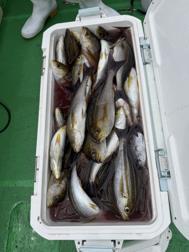 イサギ(イサキ)