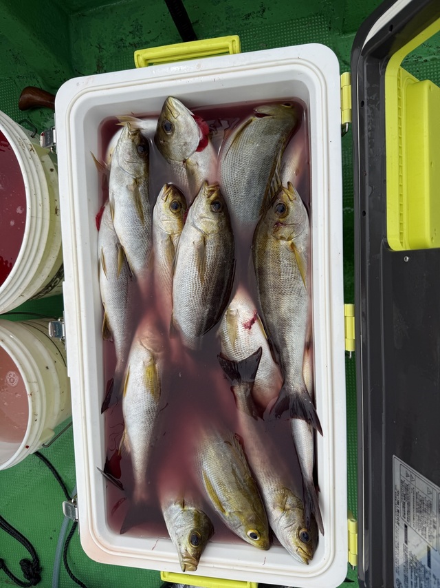 イサギ(イサキ)