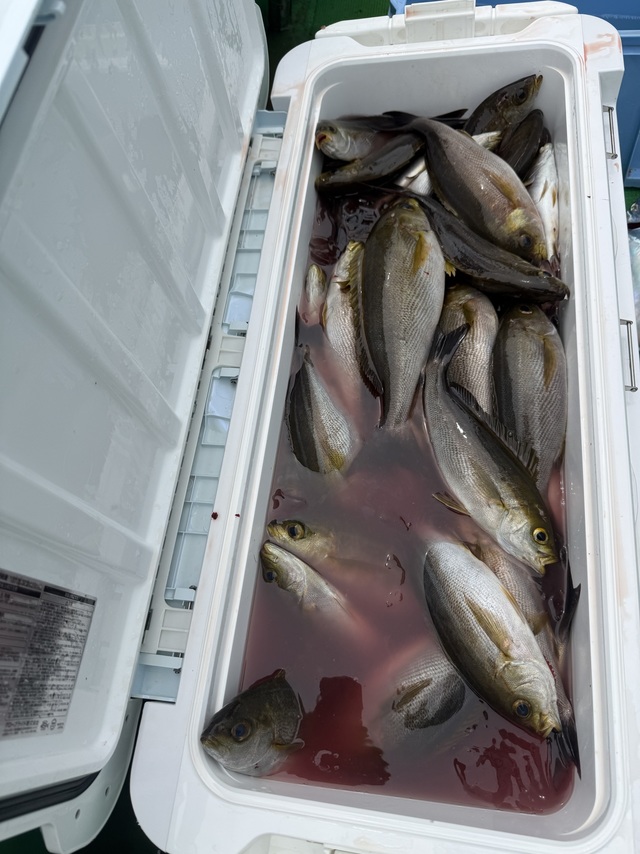 イサギ(イサキ)