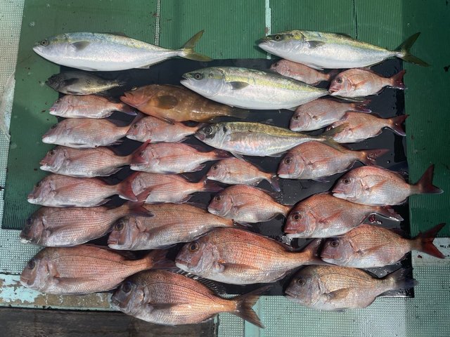 マダイ・キジハタ・マアジ・ハマチ(ブリ)