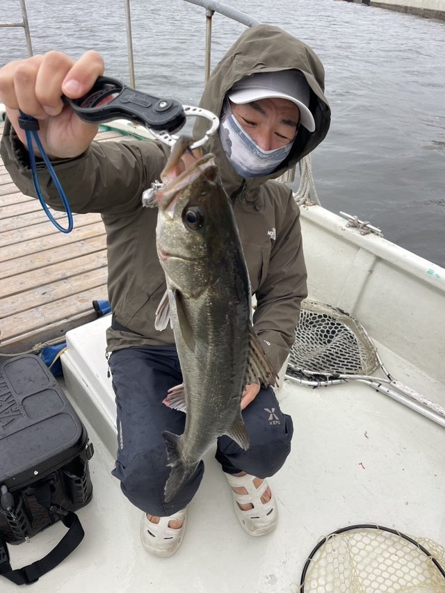 シーバス(スズキ)