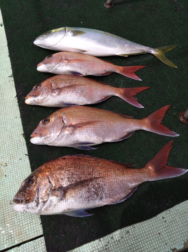 タイ(マダイ)・ハマチ(ブリ)