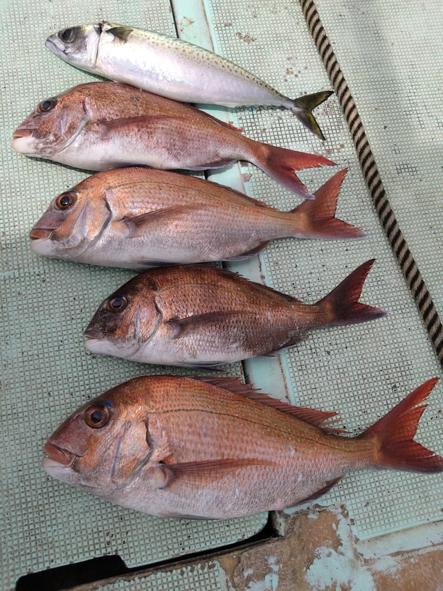 タイ(マダイ)・サバ(マサバ)