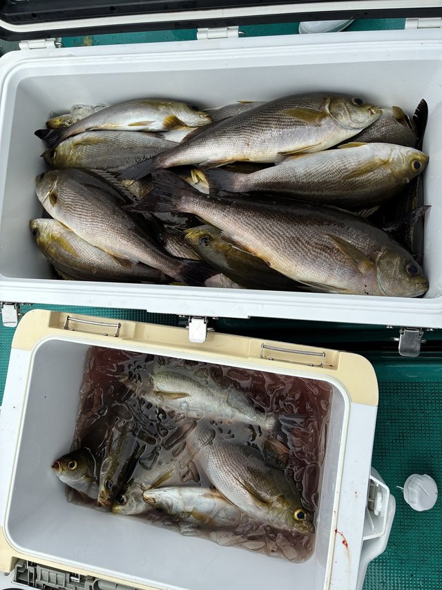 イサギ(イサキ)