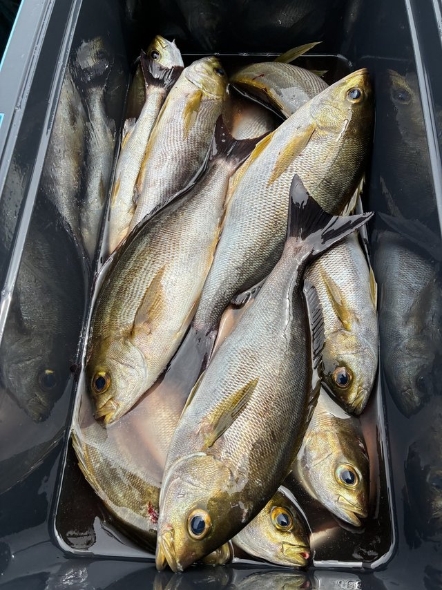 イサギ(イサキ)