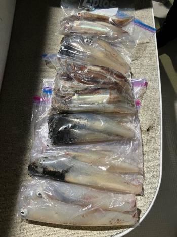 マイカ(ケンサキイカ)