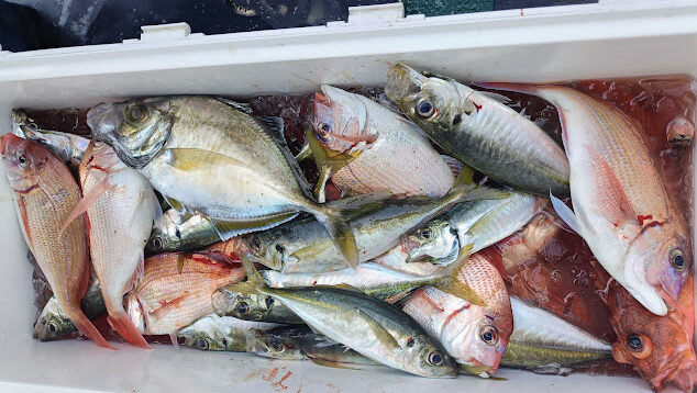 チダイ・アジ(マアジ)・イサキ