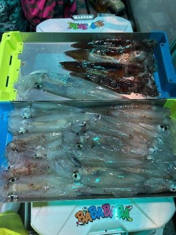 ムギイカ(スルメイカ)・マイカ(ケンサキイカ)