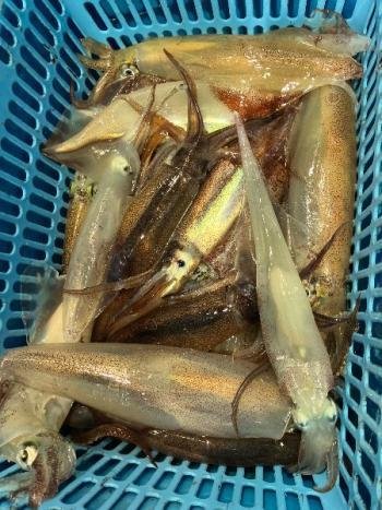 スルメイカ・マイカ(ケンサキイカ)