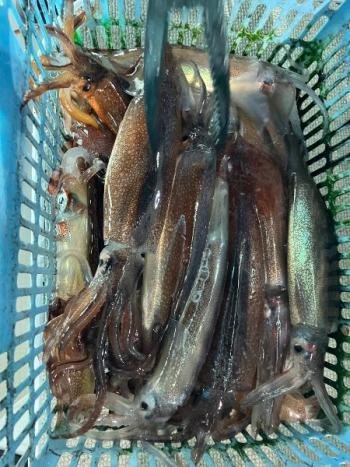 スルメイカ・マイカ(ケンサキイカ)