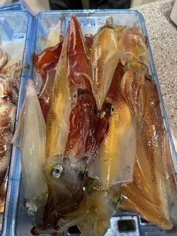 マイカ(ケンサキイカ)