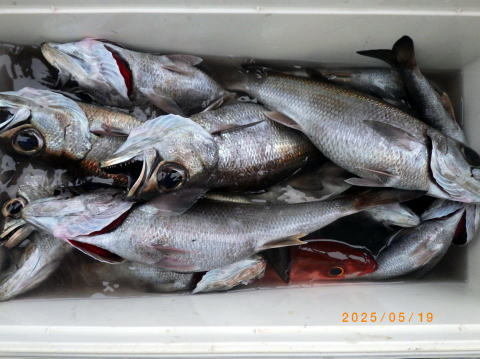 クロムツ・ハチビキ