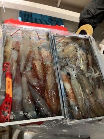 スルメイカ・マイカ(ケンサキイカ)