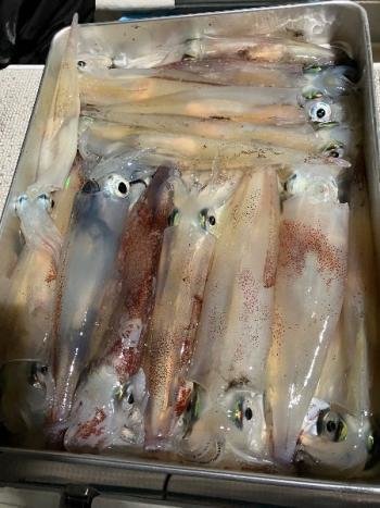 スルメイカ・マイカ(ケンサキイカ)