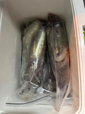 マイカ(ケンサキイカ)