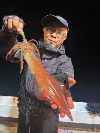 マイカ(ケンサキイカ)