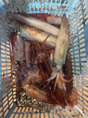 スルメ(スルメイカ)・マイカ(ケンサキイカ)