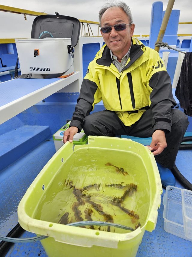 ムギイカ(スルメイカ)