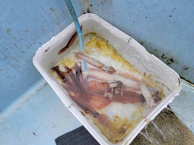 ムギイカ(スルメイカ)