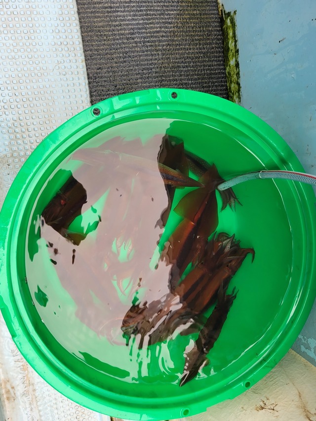 ムギイカ(スルメイカ)