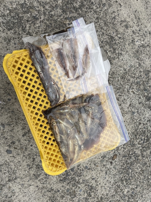 ムギイカ(スルメイカ)