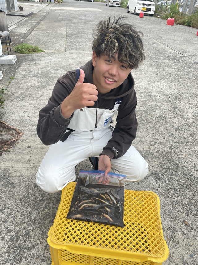 ムギイカ(スルメイカ)