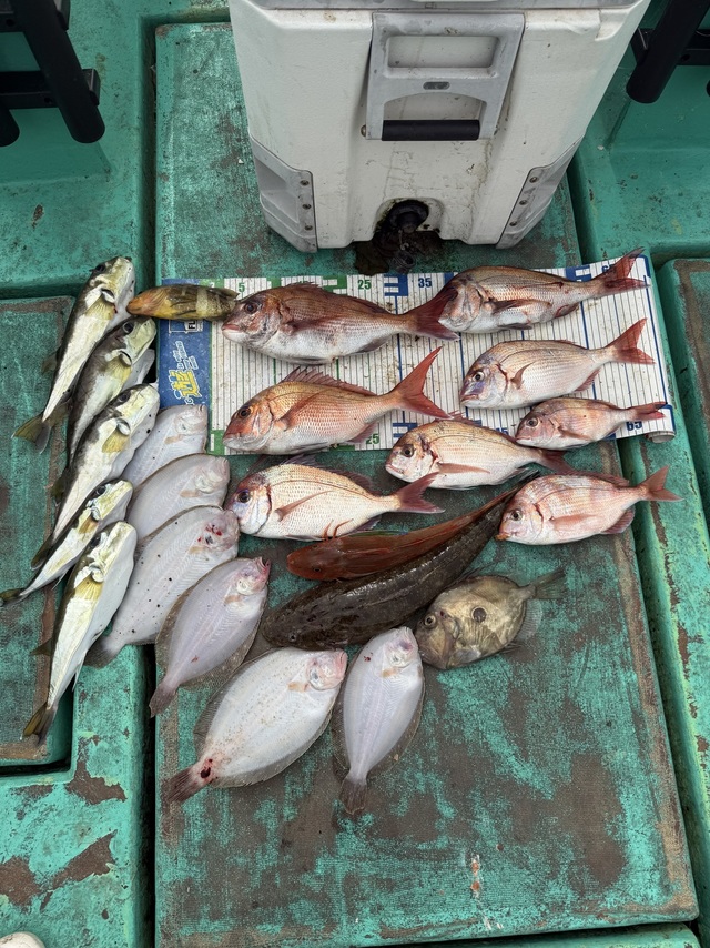 タイ(マダイ)・ホウボウ・マゴチ・ガンゾウヒラメ(ガンゾウビラメ)・マトウダイ