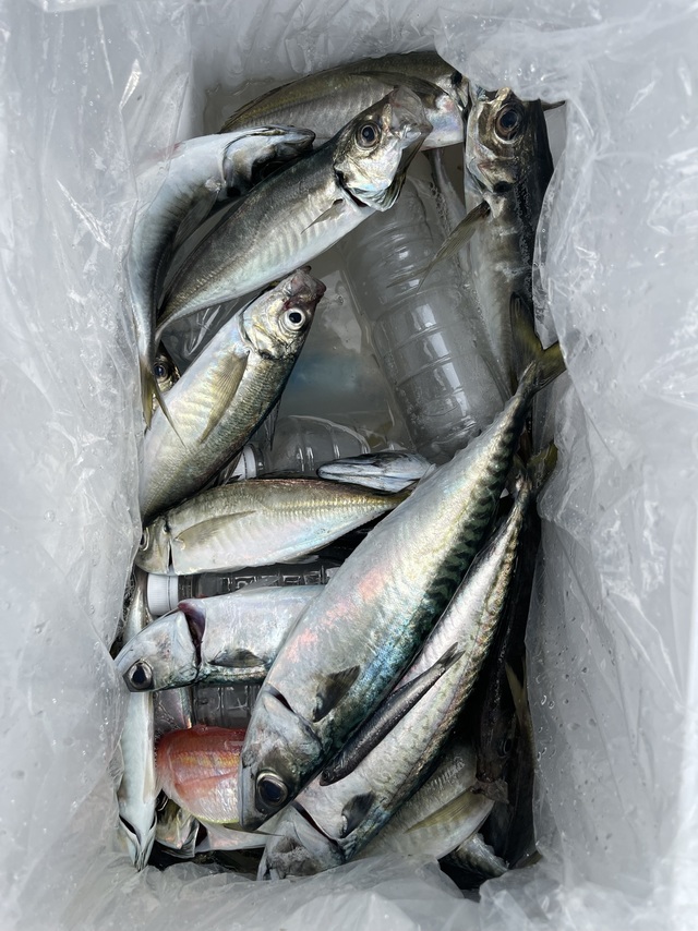 アジ(マアジ)・サバ(マサバ)