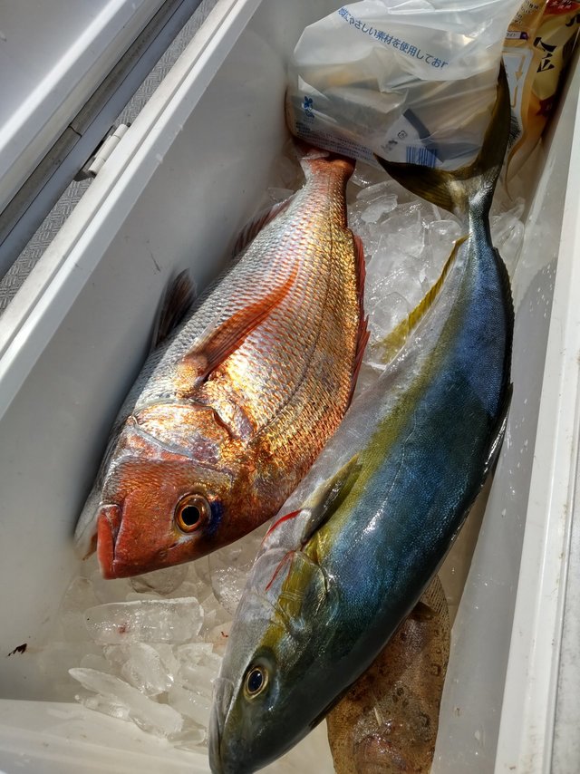 マダイ・ヒラマサ