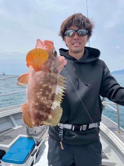 アコウ(キジハタ)