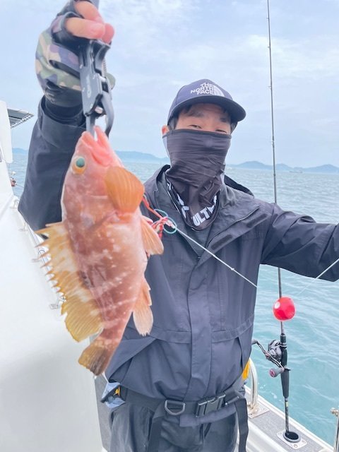 アコウ(キジハタ)