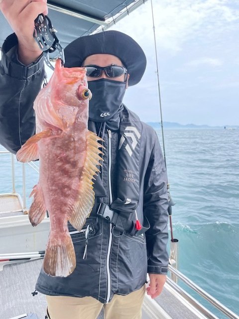 アコウ(キジハタ)