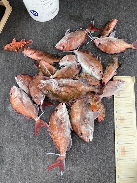 マダイ・アコウ(キジハタ)