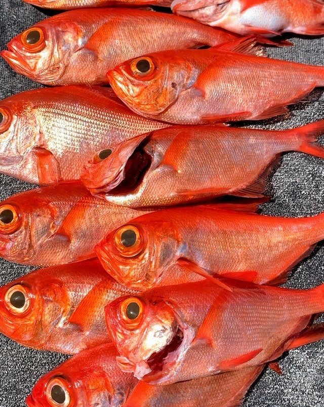 キンメ(キンメダイ)