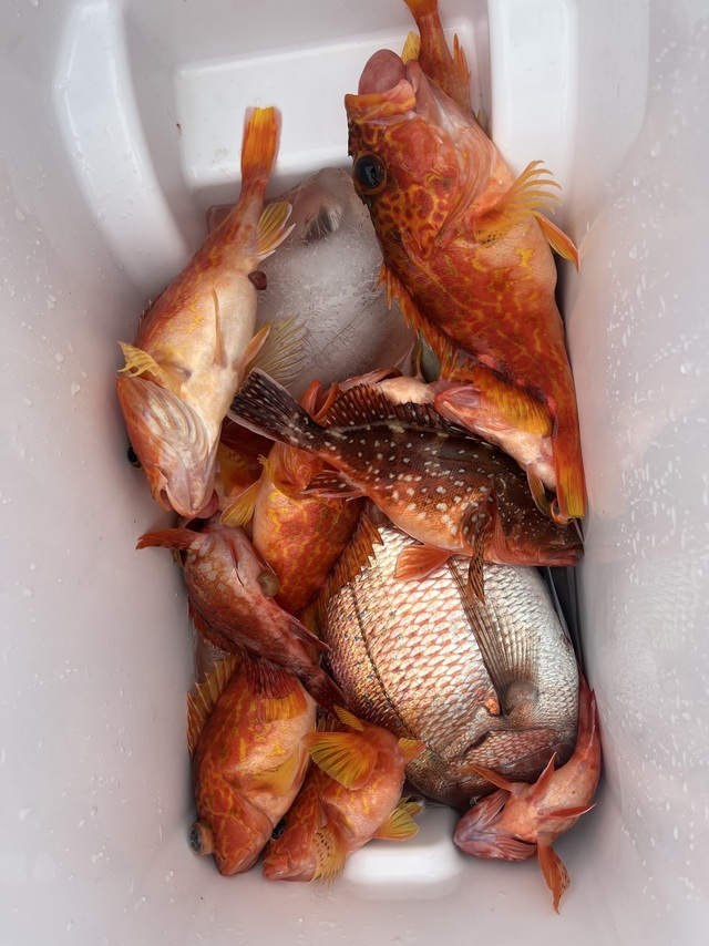 マダイ・カサゴ