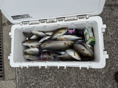 イサギ(イサキ)