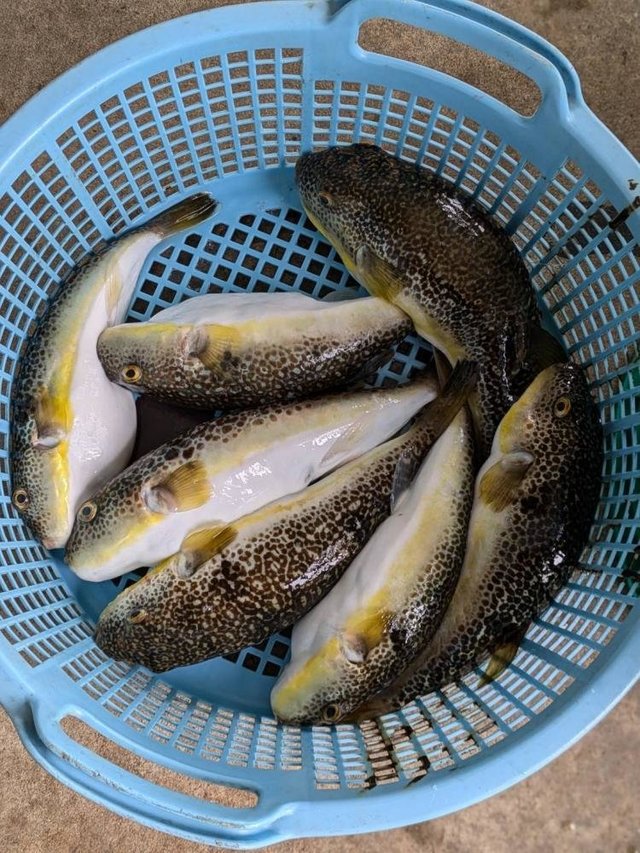 ショウサイフグ