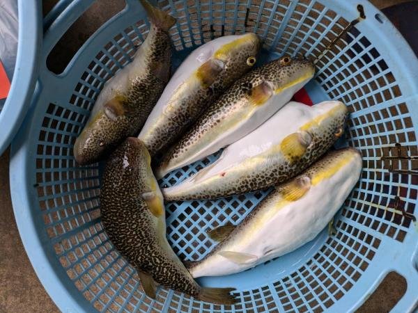 ショウサイフグ