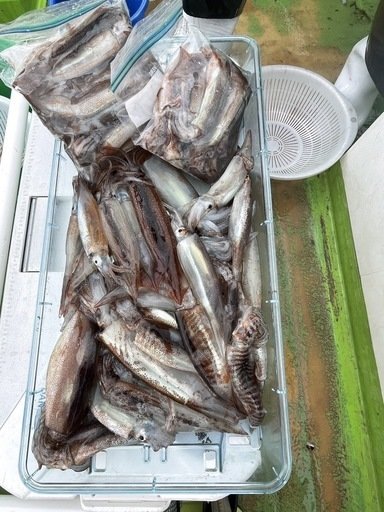 ムギイカ(スルメイカ)